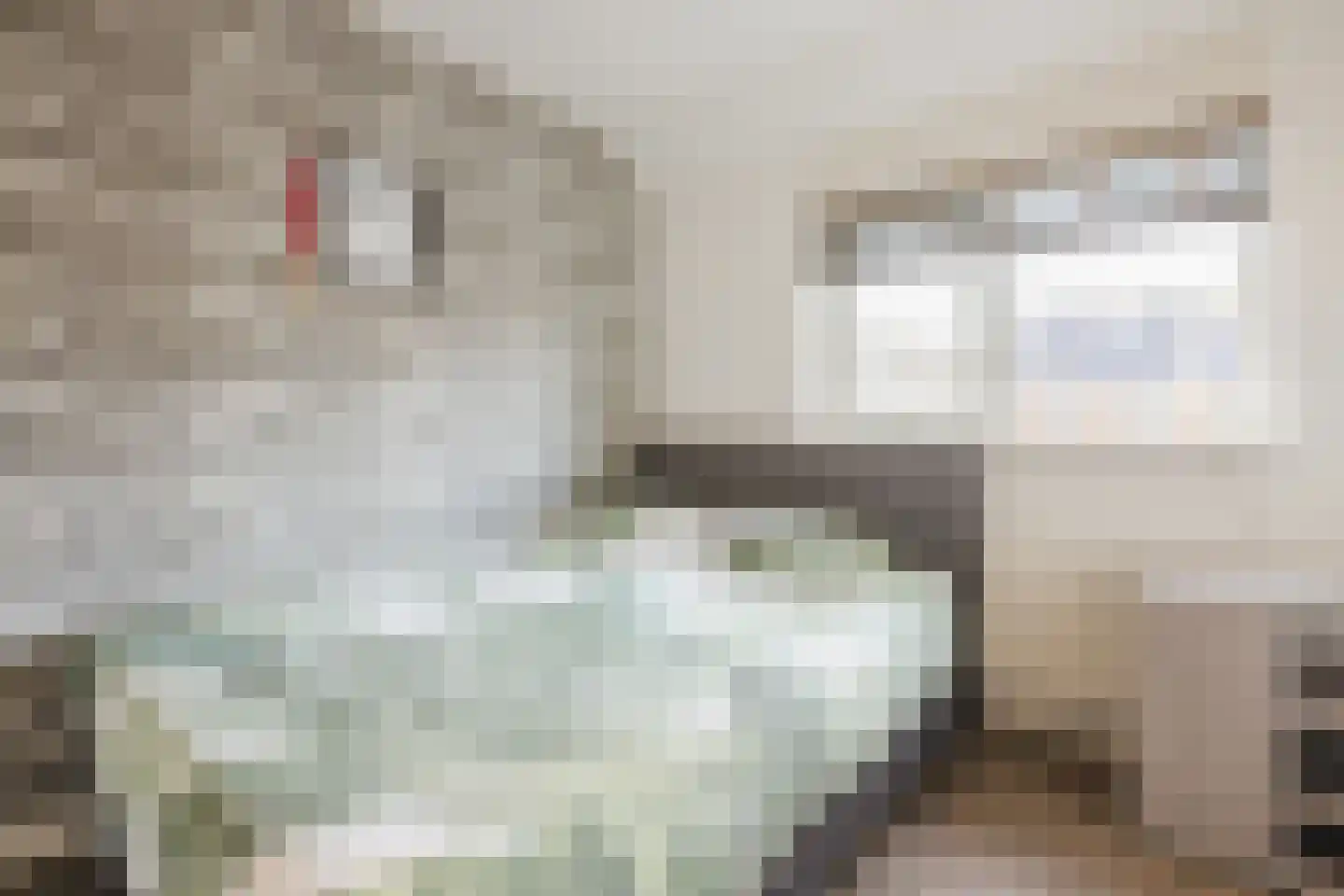 Kamperfoelie 20 Nieuwleusen thumbnail 30
