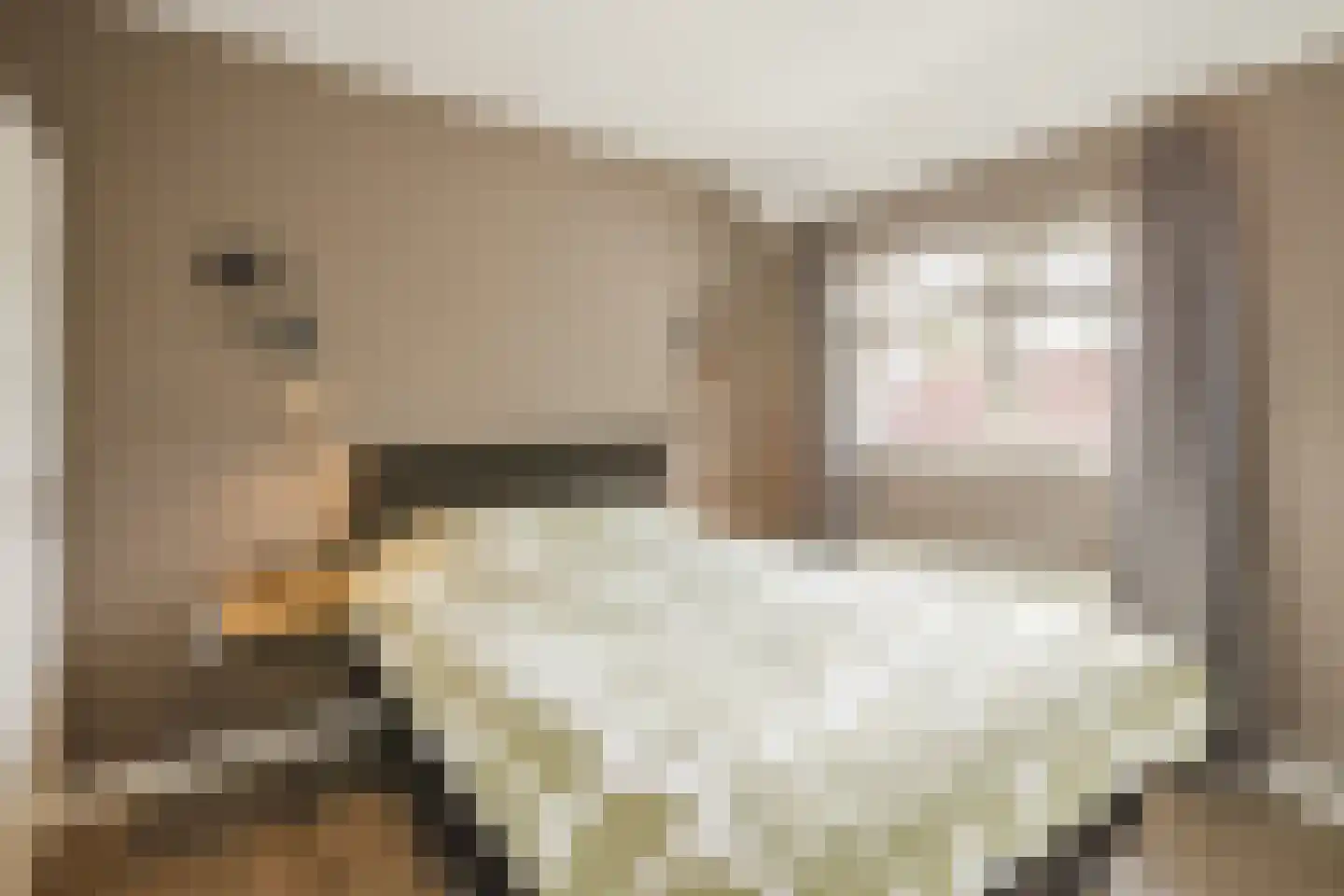 Kamperfoelie 20 Nieuwleusen thumbnail 32