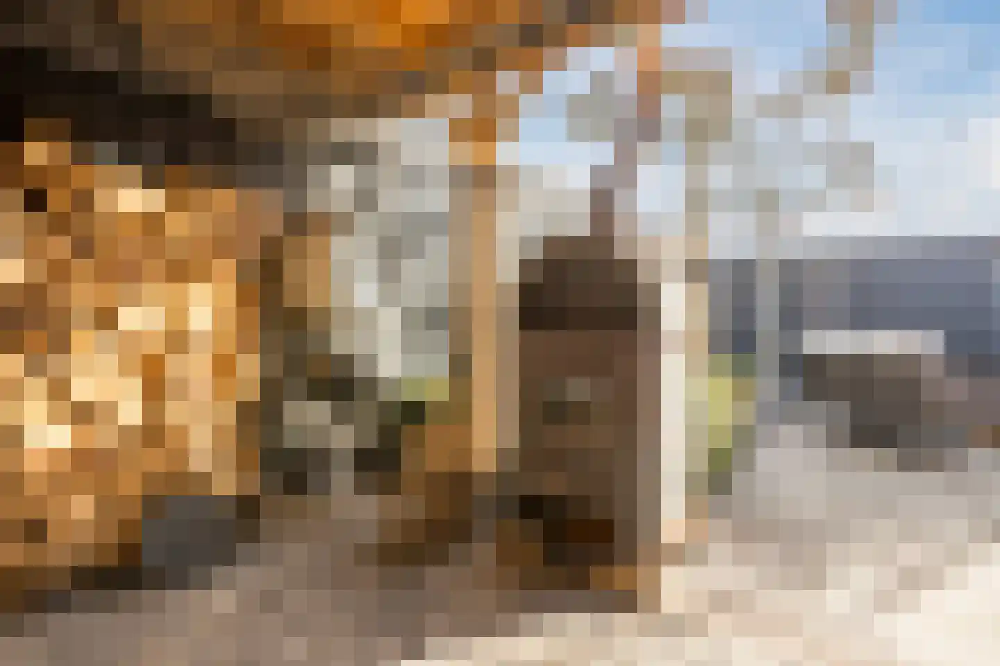 Kamperfoelie 20 Nieuwleusen thumbnail 56