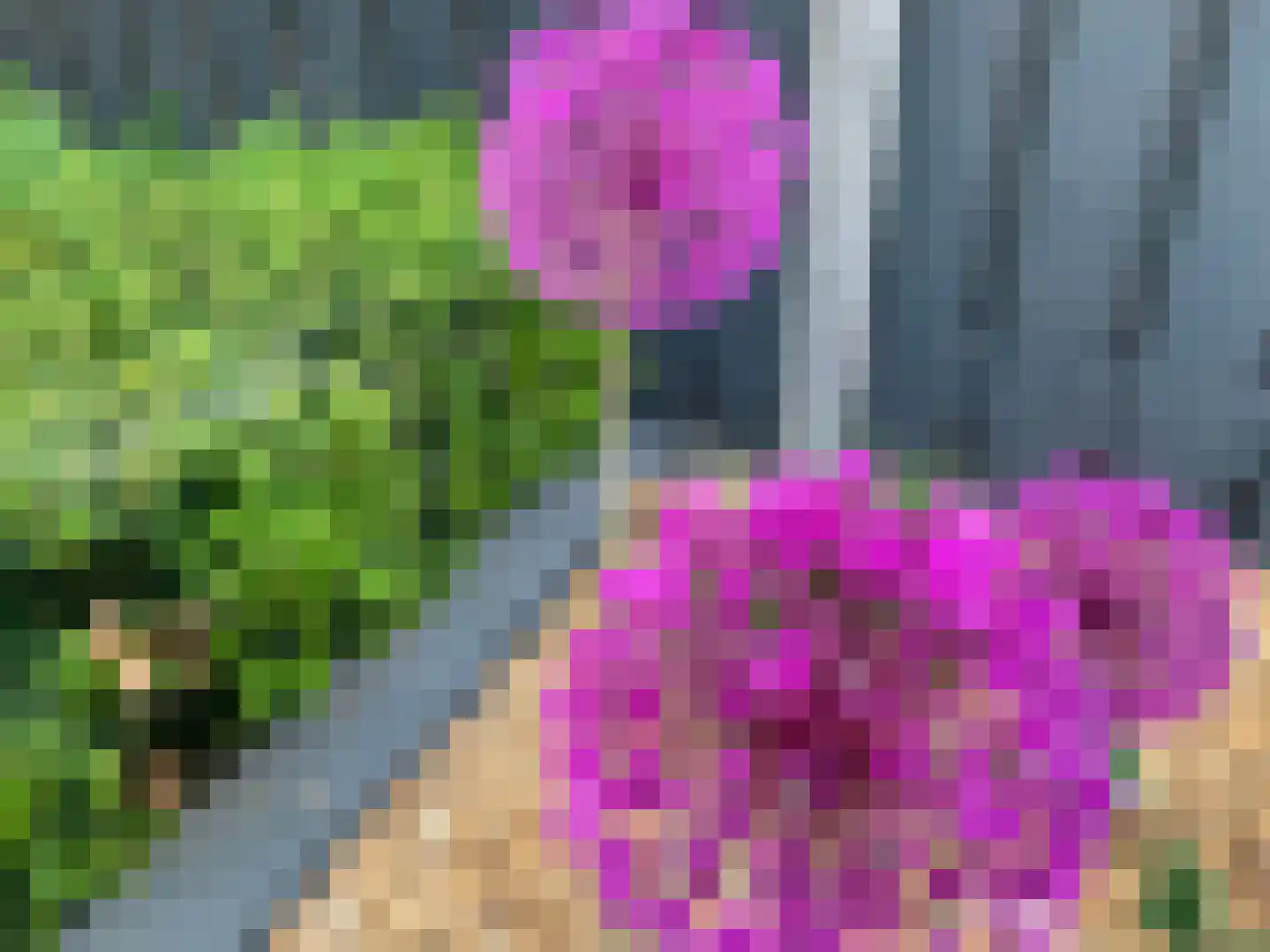 Kamperfoelie 20 Nieuwleusen thumbnail 62