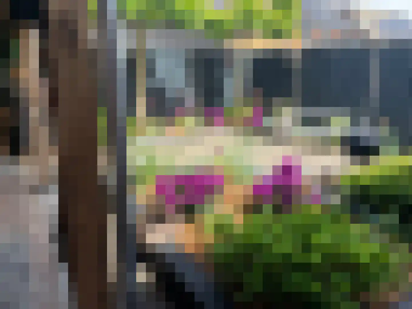 Kamperfoelie 20 Nieuwleusen thumbnail 63