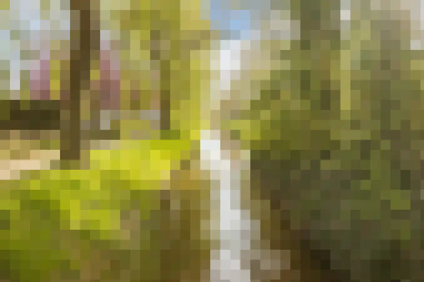 Kamperfoelie 20 Nieuwleusen thumbnail 64