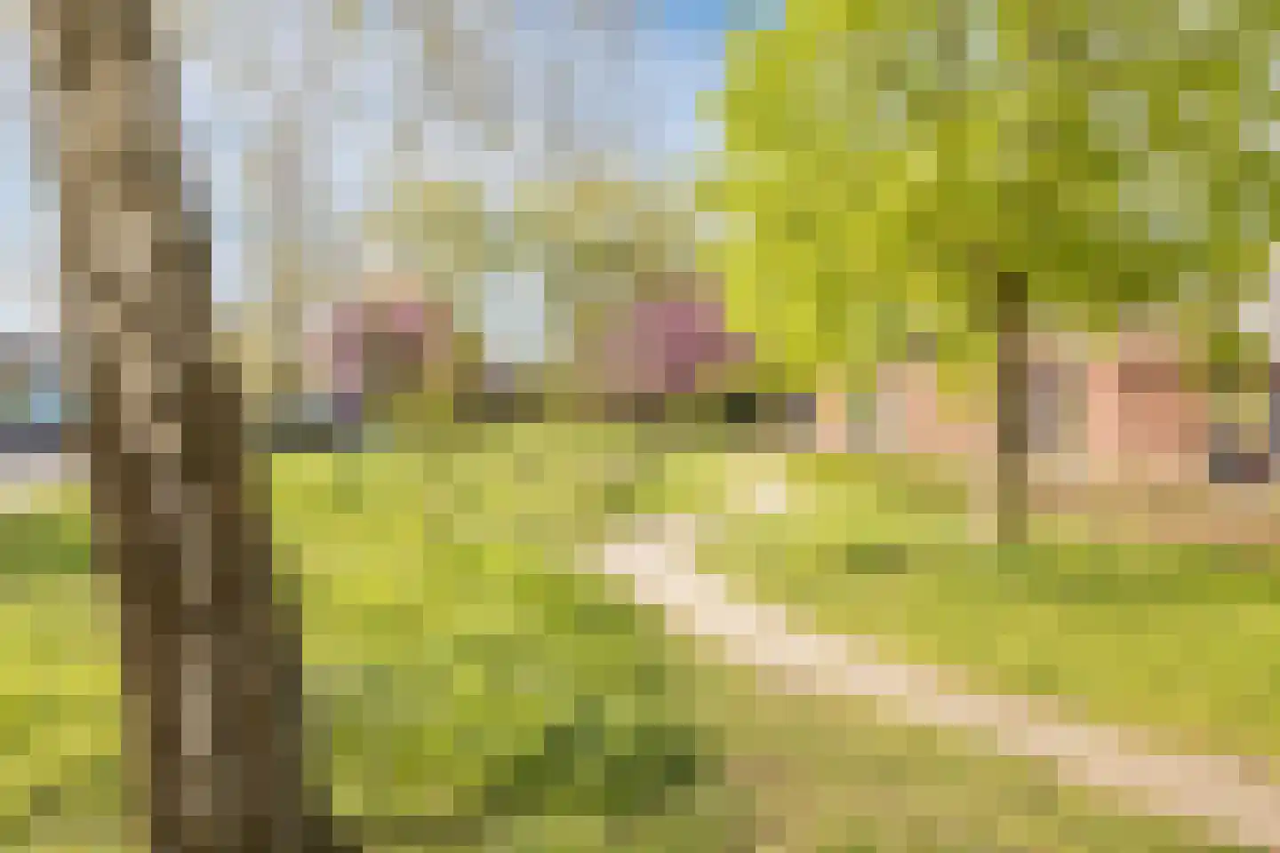 Kamperfoelie 20 Nieuwleusen thumbnail 65