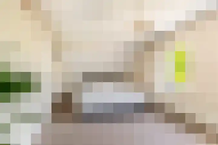 Kamperfoelie 24 Heemskerk thumbnail 13