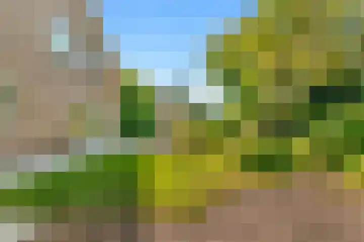 Kamperfoelie 24 Heemskerk thumbnail 24