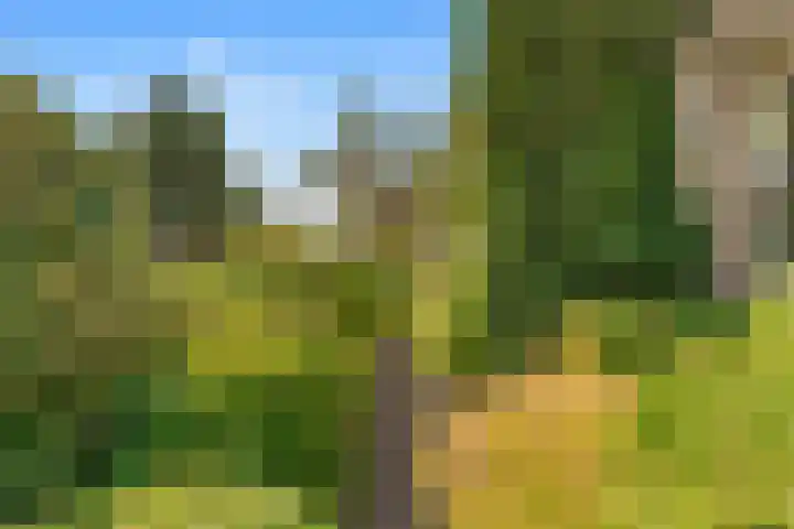 Kamperfoelie 24 Heemskerk thumbnail 25