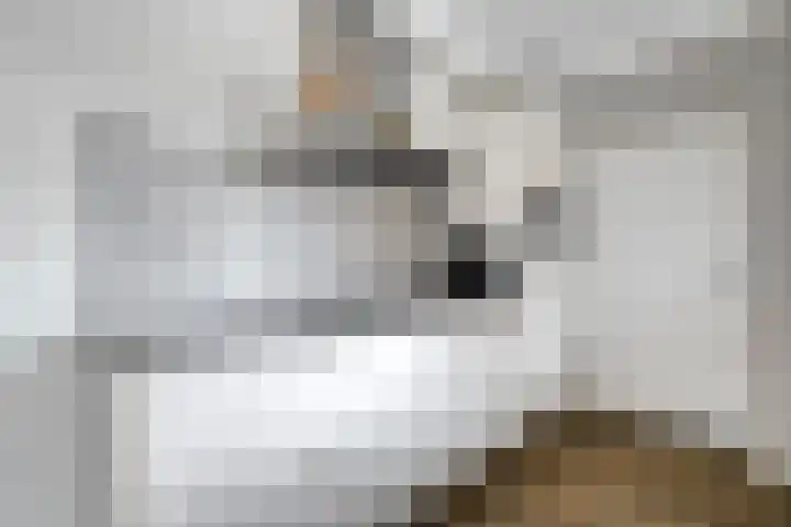 Kamperfoelie 28 Nieuwleusen thumbnail 10