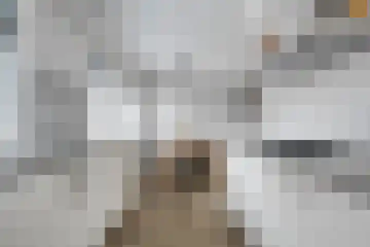 Kamperfoelie 28 Nieuwleusen thumbnail 16
