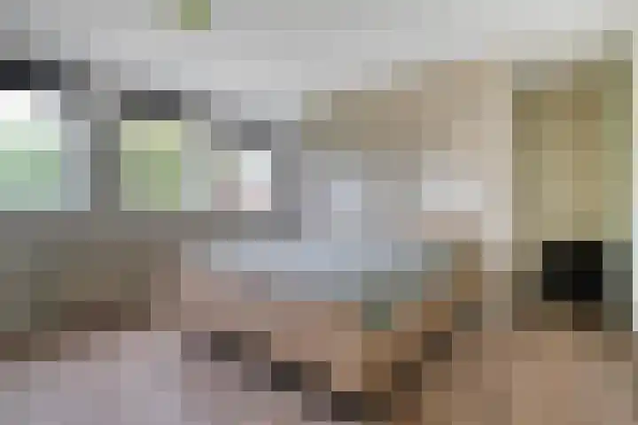 Kamperfoelie 28 Nieuwleusen thumbnail 21
