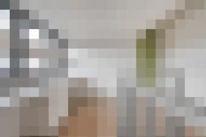 Kamperfoelie 28 Nieuwleusen thumbnail 28