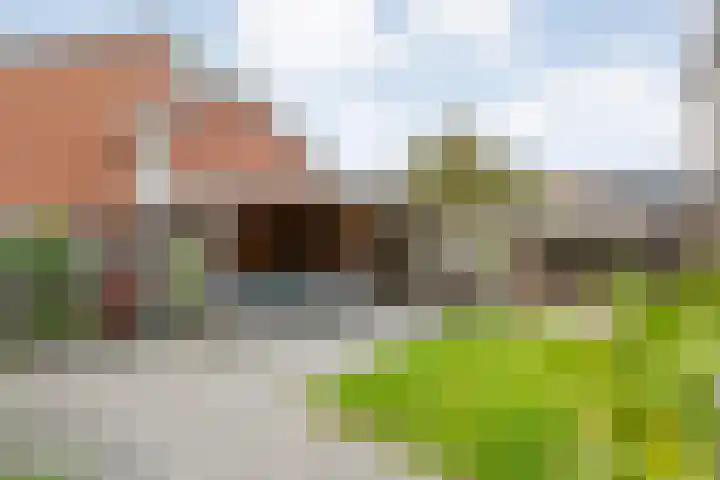 Kamperfoelie 28 Nieuwleusen thumbnail 33