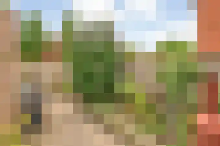 Kamperfoelie 28 Nieuwleusen thumbnail 36