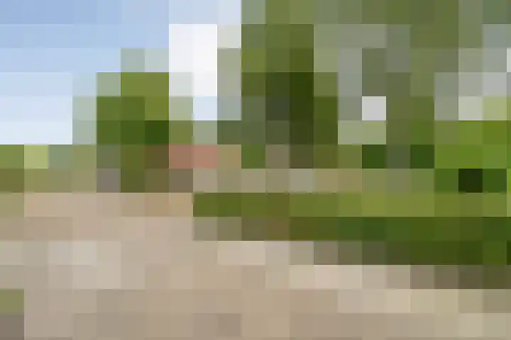 Kamperfoelie 28 Nieuwleusen thumbnail 40