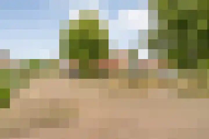 Kamperfoelie 28 Nieuwleusen thumbnail 42