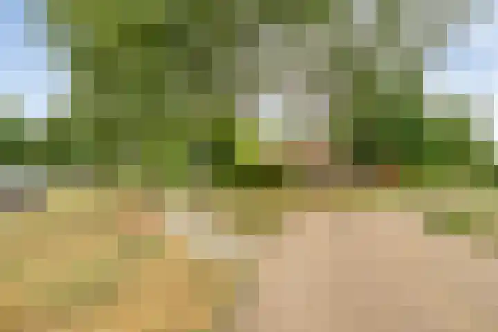 Kamperfoelie 28 Nieuwleusen thumbnail 43