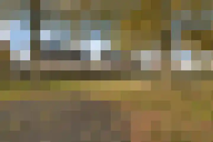 Kamperfoelie 3 Nijverdal thumbnail 13