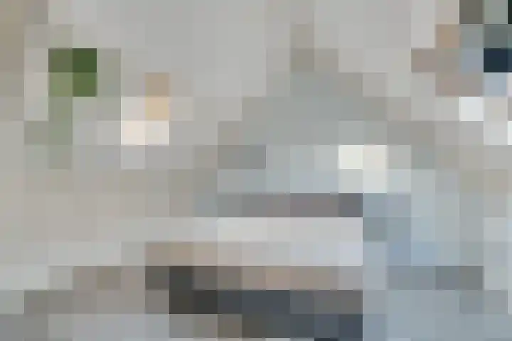 Kamperfoelie 3 Nijverdal thumbnail 24