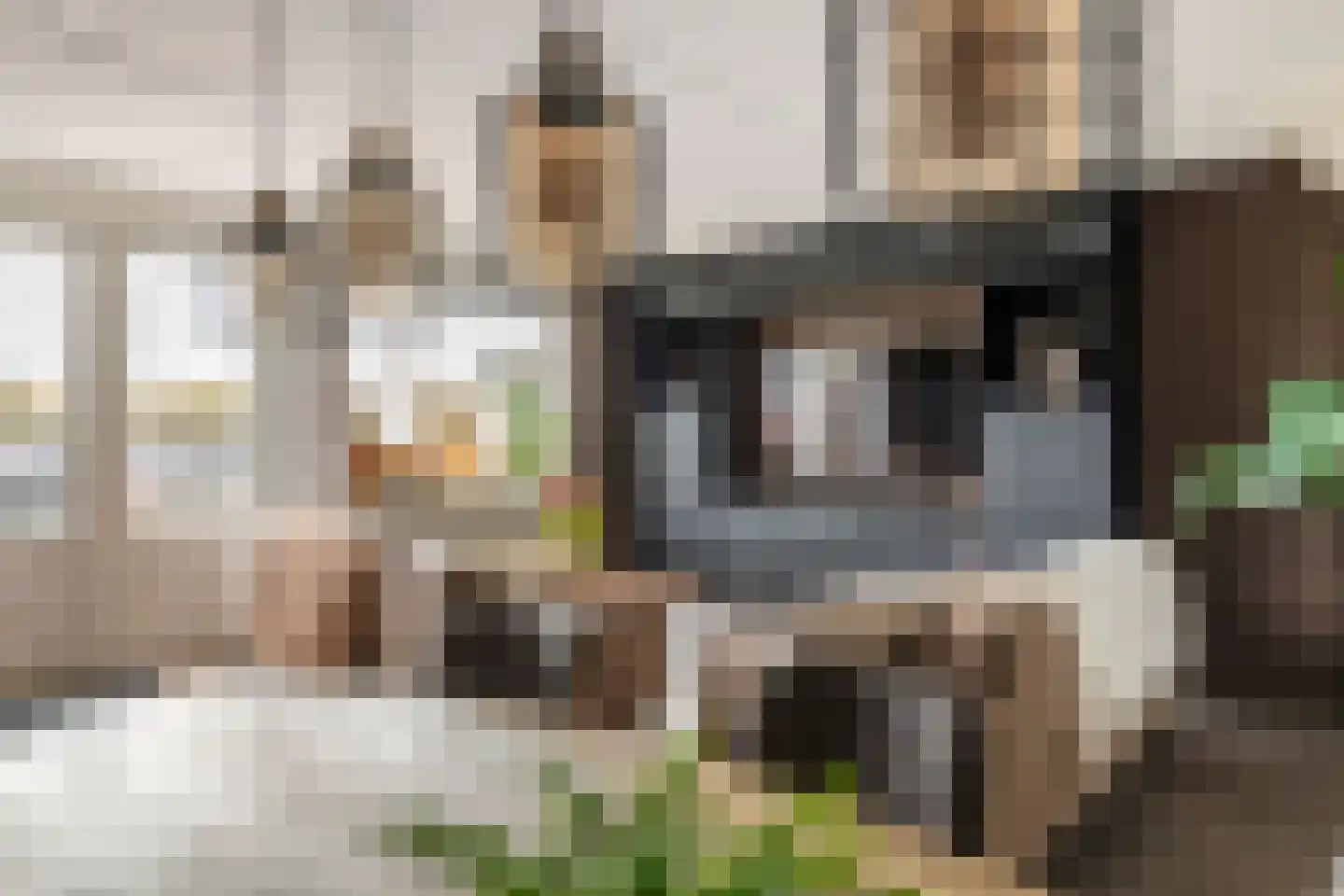 Kamperfoelie 30 Tiel thumbnail 15