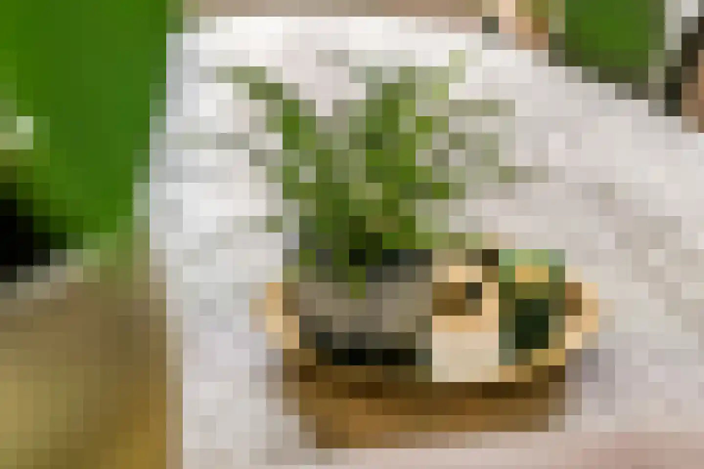 Kamperfoelie 30 Tiel thumbnail 16