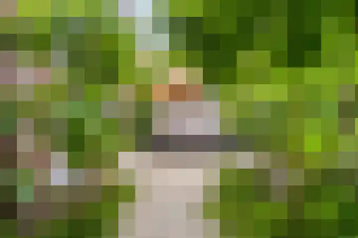 Kamperfoelie 39 Cuijk foto 2