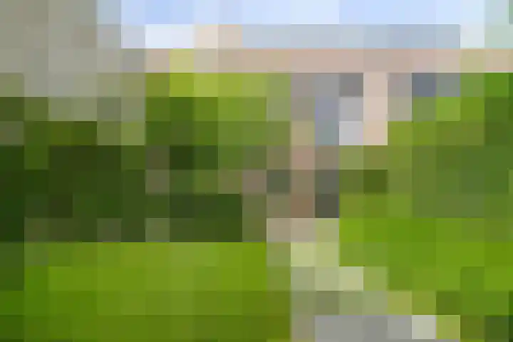 Kamperfoelie 39 Cuijk thumbnail 36