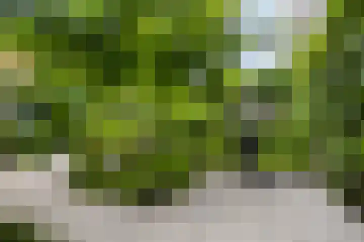 Kamperfoelie 39 Cuijk thumbnail 37