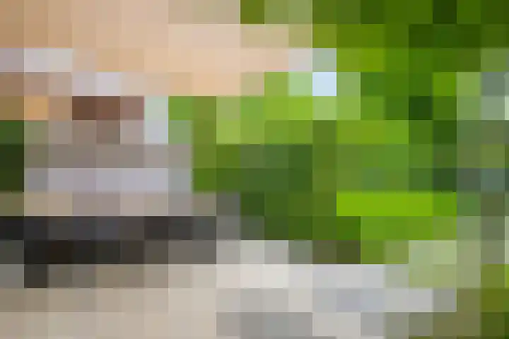 Kamperfoelie 39 Cuijk thumbnail 39