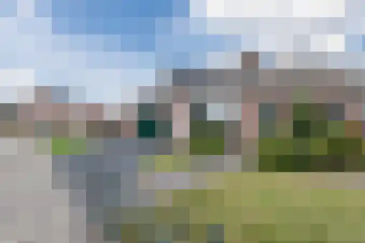 Kamperfoelie 4 Nieuwleusen