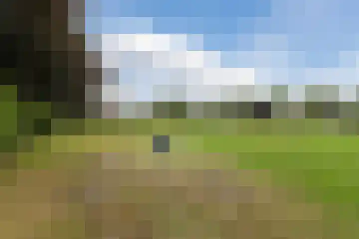 Kamperfoelie 4 Nieuwleusen thumbnail 34