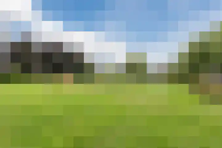 Kamperfoelie 4 Nieuwleusen thumbnail 35