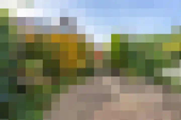 Kamperfoelie 4 Rijnsburg thumbnail 25