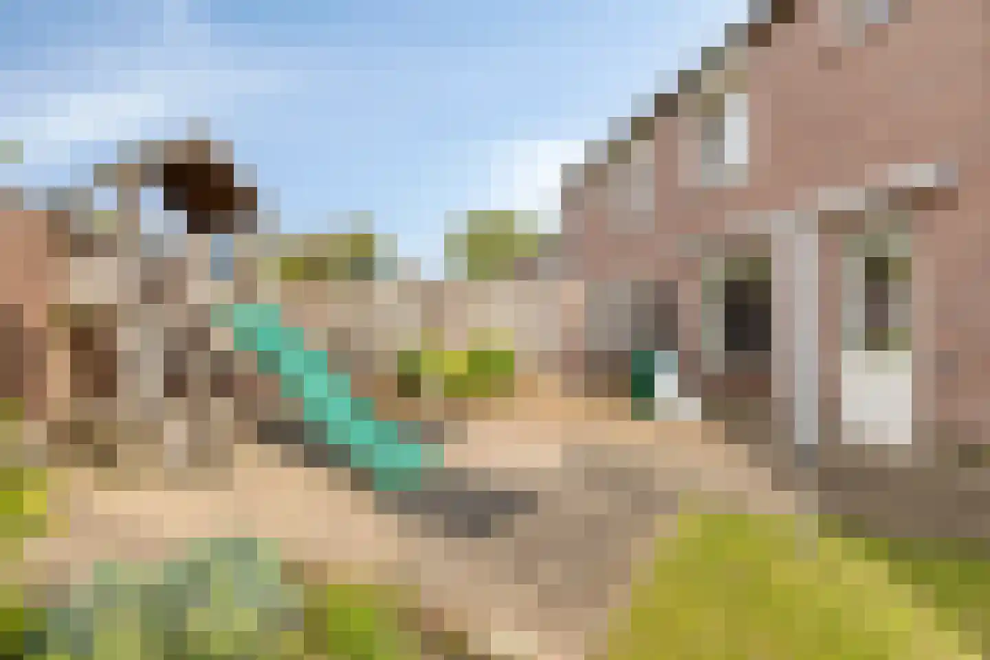 Kamperfoelie 55 Venray thumbnail 26