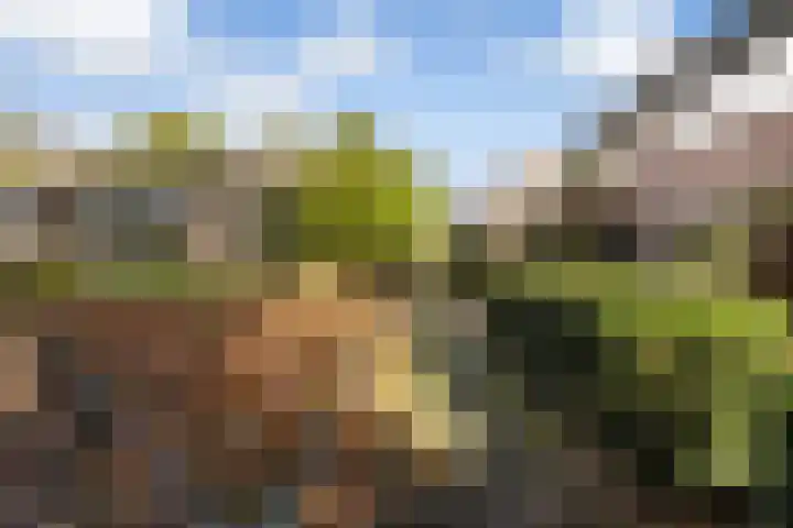 Kamperfoeliehof 21 Ermelo thumbnail 50