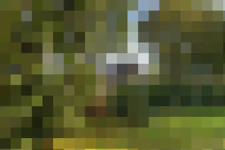 Kamperfoeliehof 21 Ermelo thumbnail 52