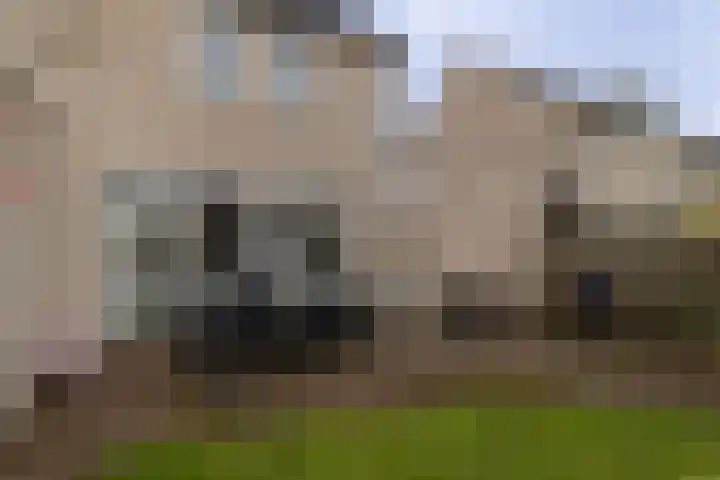 Kamperfoelielaan 37 Swifterbant thumbnail 29