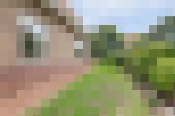 Kamperfoelielaan 4 Ede thumbnail 9