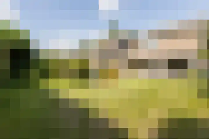 Kamperfoelielaan 65 Berkel-Enschot thumbnail 21