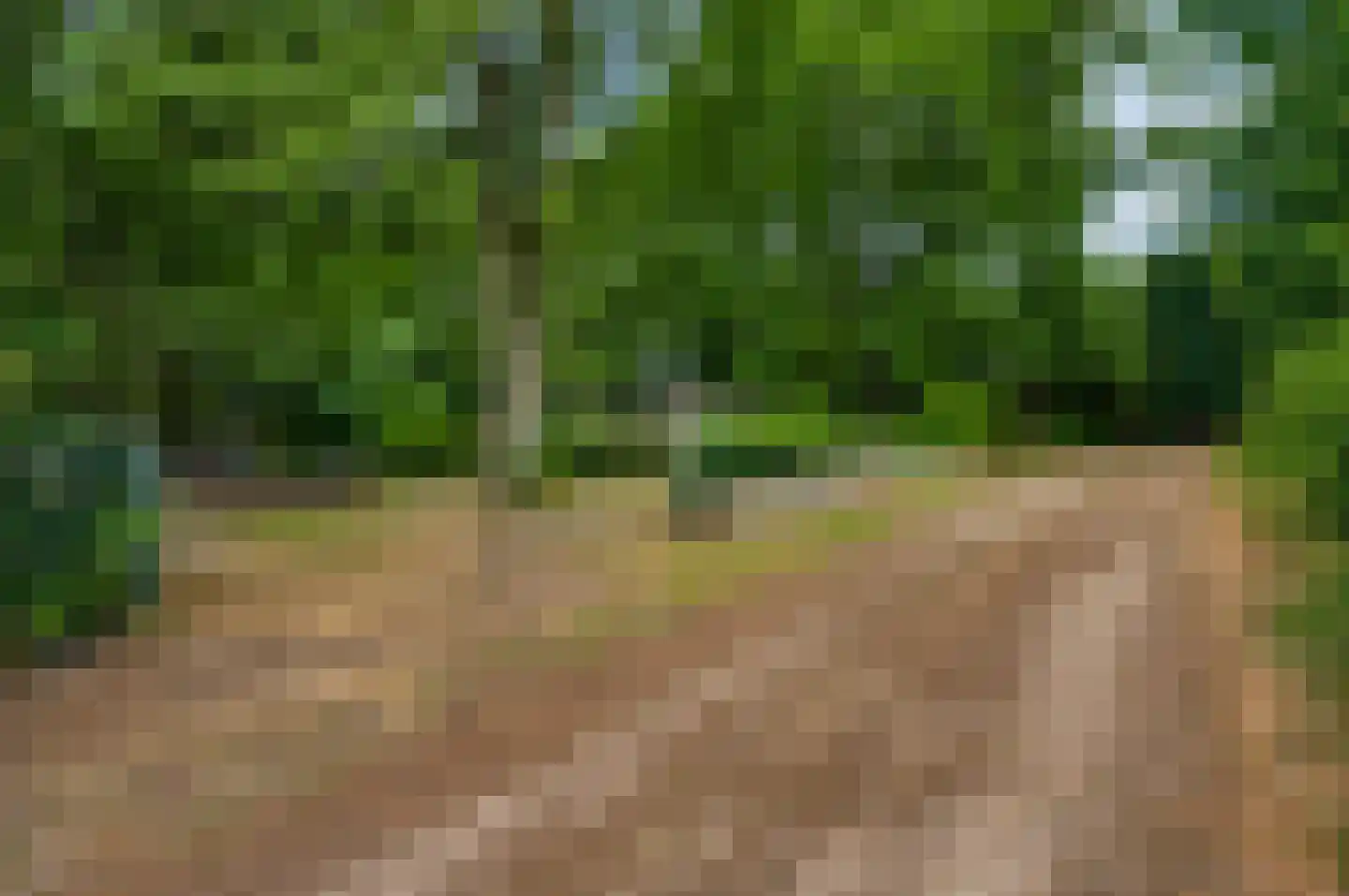 Kamperfoeliepad 4 Wanssum thumbnail 11