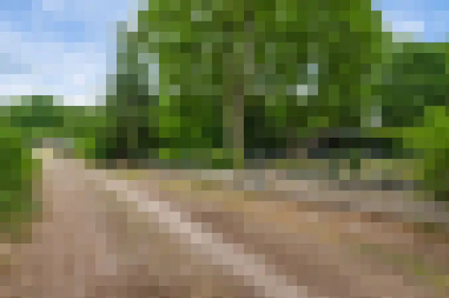 Kamperfoeliepad 4 Wanssum thumbnail 12