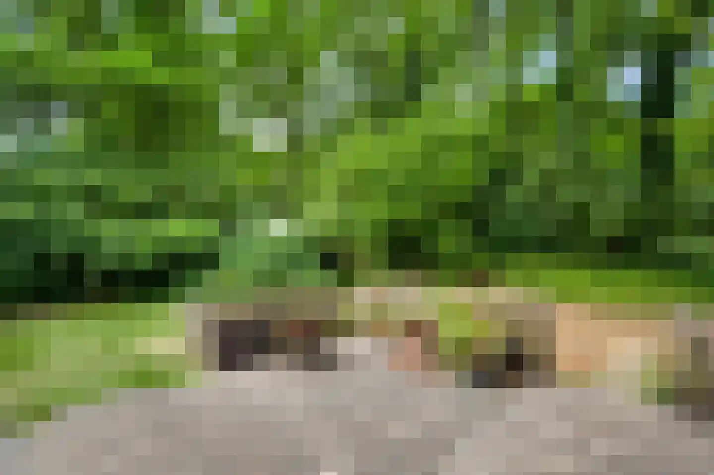 Kamperfoeliepad 4 Wanssum thumbnail 13