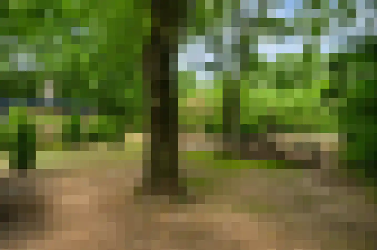 Kamperfoeliepad 4 Wanssum thumbnail 30