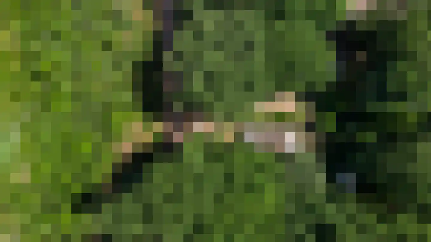 Kamperfoeliepad 4 Wanssum thumbnail 8