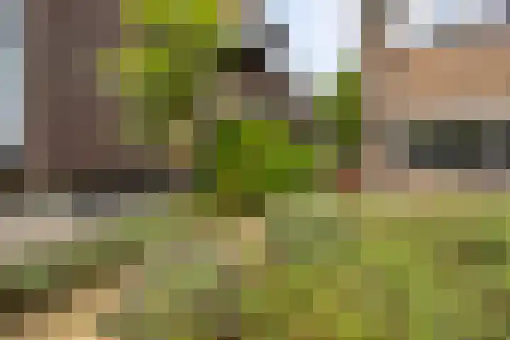 Kamperfoeliestraat 12 B Oss thumbnail 19