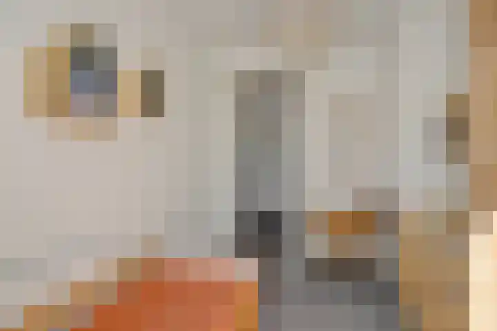 Kamperfoeliestraat 13 's-Hertogenbosch thumbnail 35
