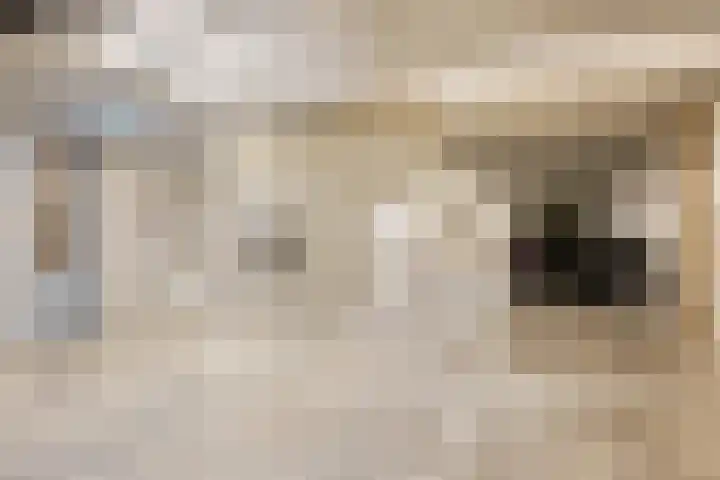Kamperfoeliestraat 2 Oss thumbnail 21