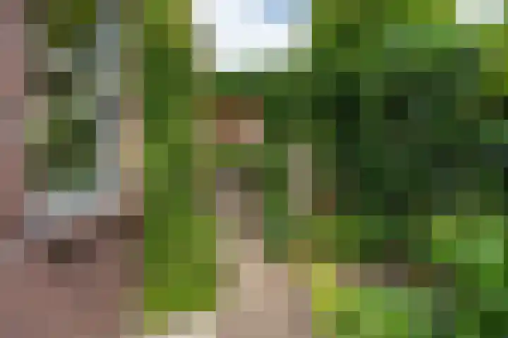 Kamperfoeliestraat 28 Sint-Michielsgestel thumbnail 33