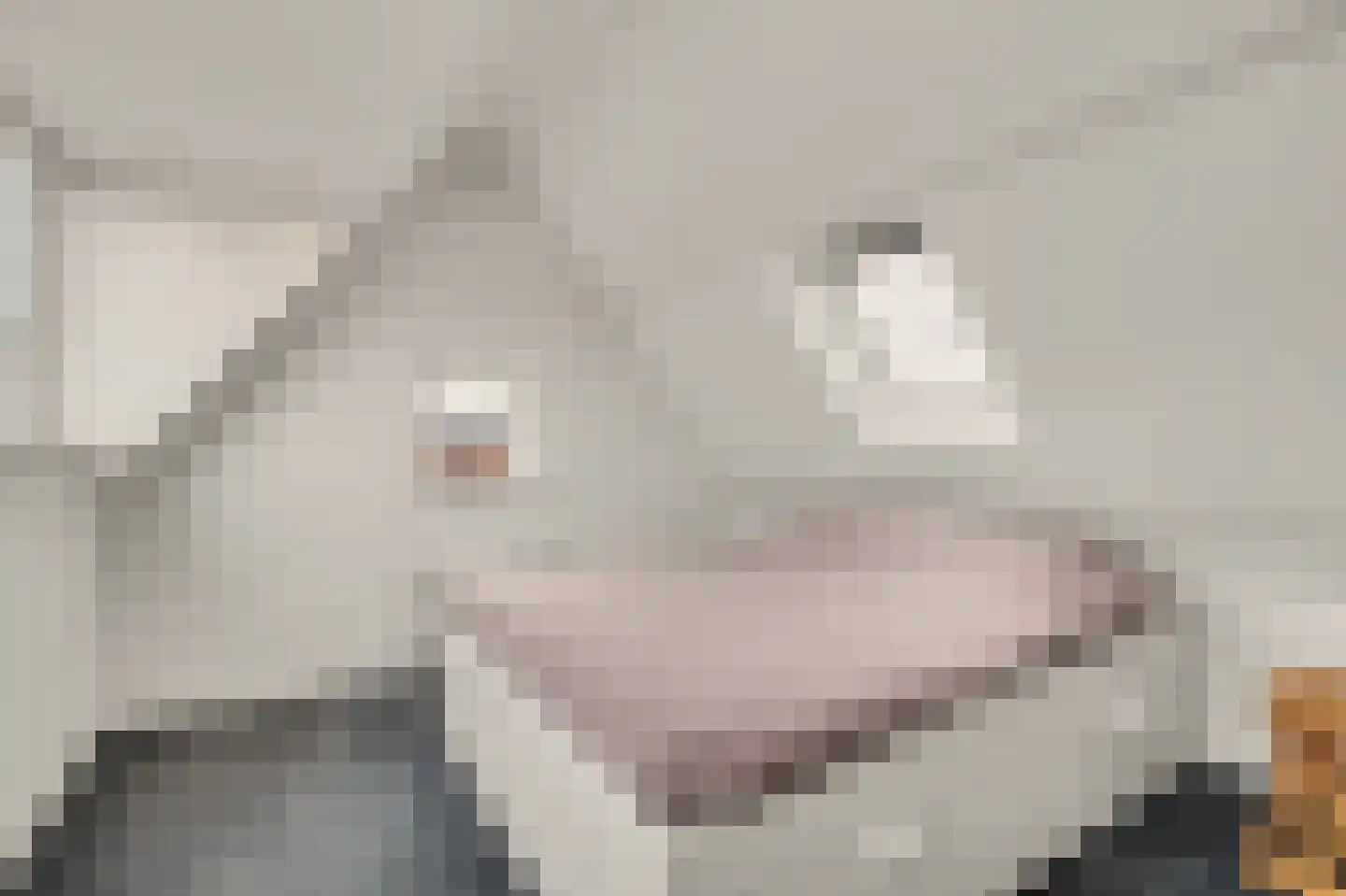 Kamperfoeliestraat 30 Goes thumbnail 8