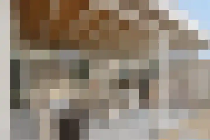 Kamperfoeliestraat 38 Rosmalen thumbnail 32