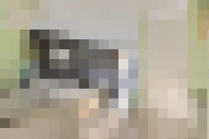 Kamperfoeliestraat 4 H Oss thumbnail 6