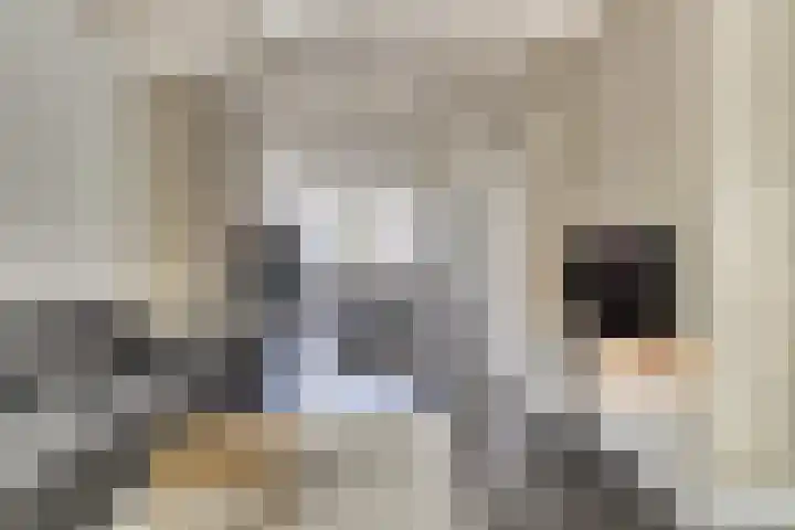 Kamperfoeliestraat 52 Goes thumbnail 10